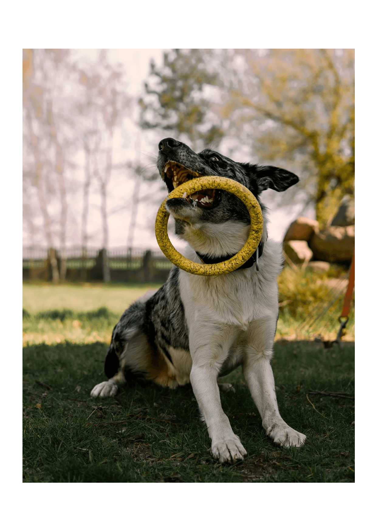 woofmotion klub giżycko