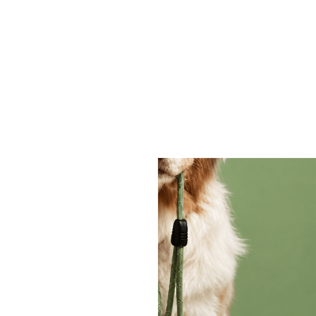 woofmotion