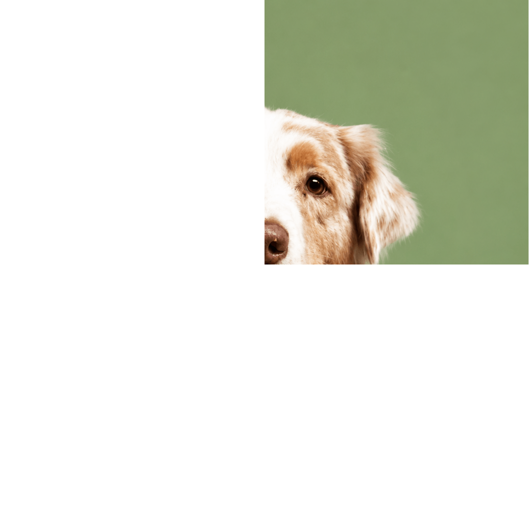 woofmotion