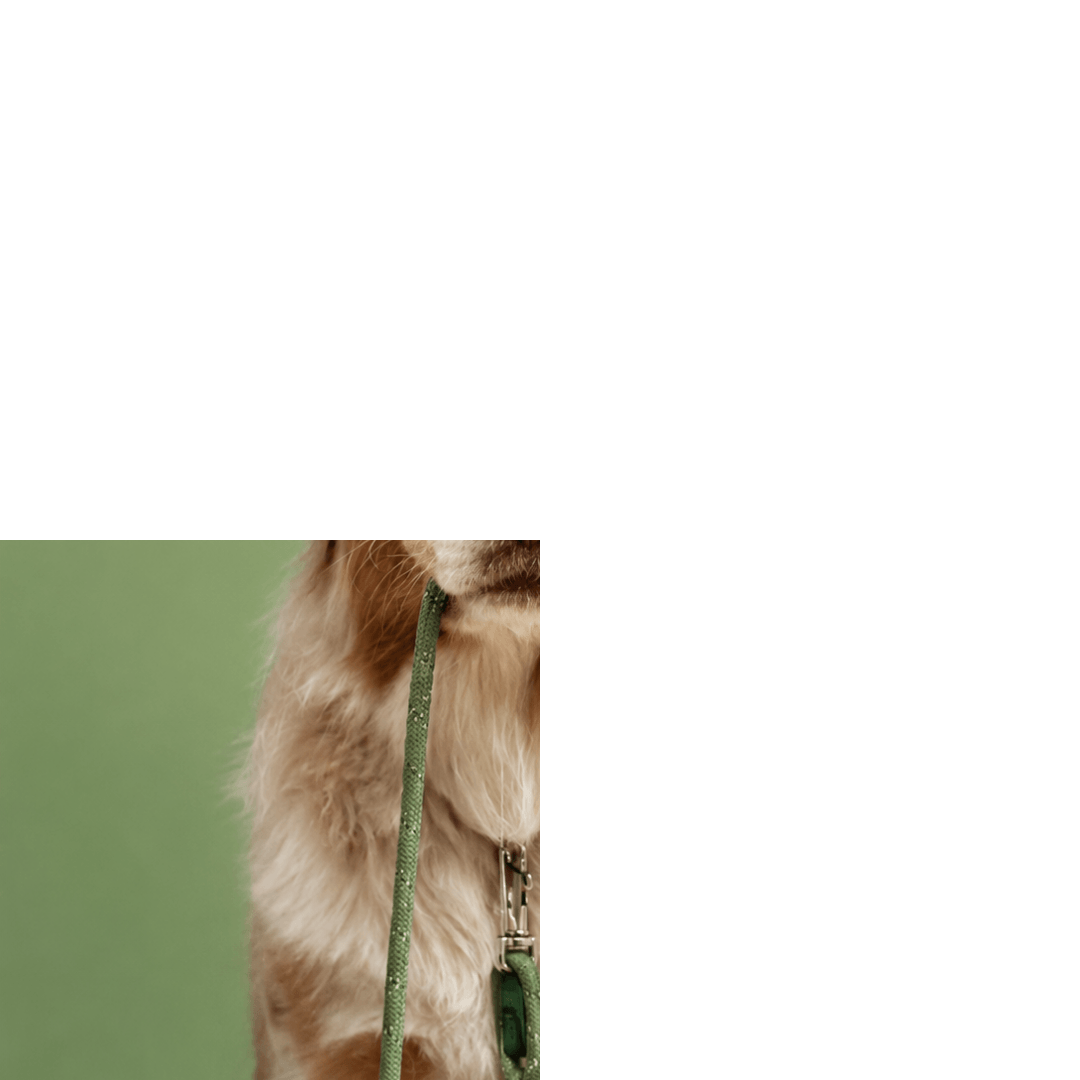 woofmotion