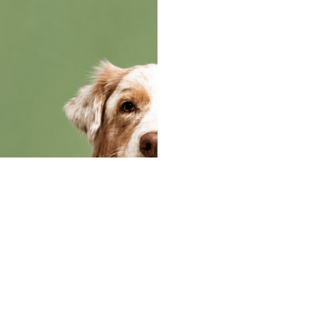 woofmotion