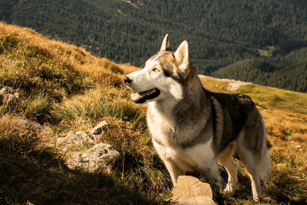 dogtrekking co to jest