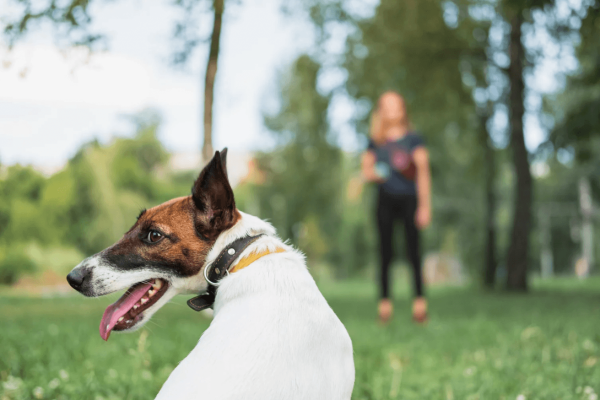 Wydarzenia Woofmotion giżycko mazury